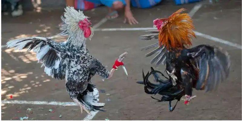 Bảng so sánh các nhà cái đá gà trực tuyến nổi bật