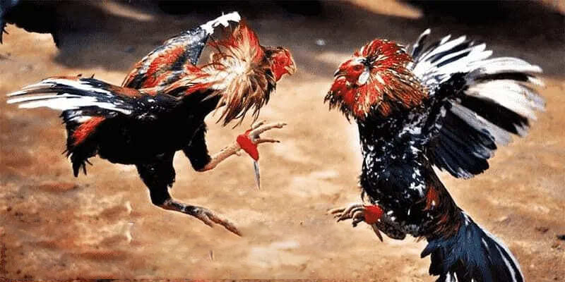 Giao diện trực tiếp trận đá gà 32WIN với người chơi đang đặt cược